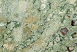 Polished Rainforest Jasper (Rhyolite) Slab - Australia #221921-1